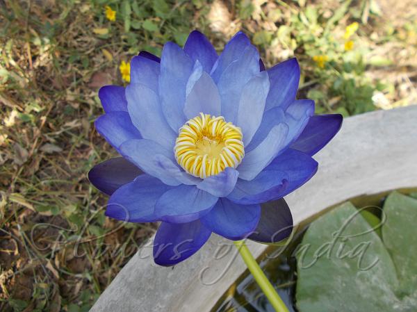 Large Blue Water Lily